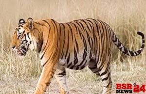 फिर दिखी आदमखोर बाघिन।।