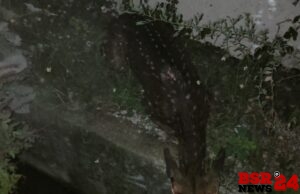 *वाट हरविलेल्या जख्मी चितळाला मिळाले जीवदान*