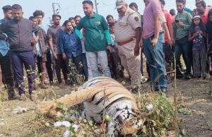 माजरी परिसर में बाघिन का शव मिलने से मचा हड़कंप।