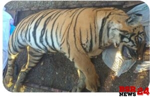 *वरोरा वनपरिक्षेत्रातील पोतरा नदीच्या पात्रात वाघ मृतावस्थेत आढळल्याने खळबळ*